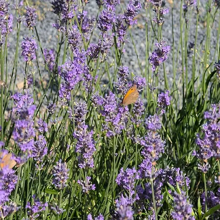 A Bejárat Appartamento Balatonhenye