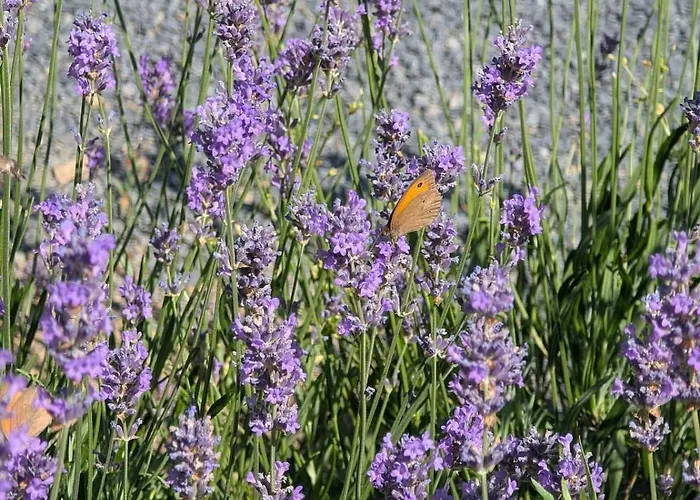 A Bejarat Vendeghaz شقة Balatonhenye